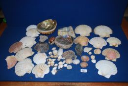 A quantity of scallop and abalone shells.