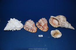 Four large shells and a crystal geode.