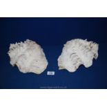 Two large Clam Shells,