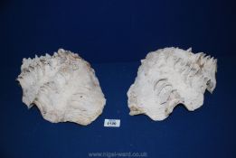 Two large Clam Shells,