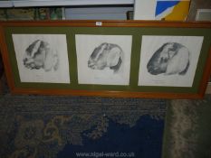 A single wooden framed set of three pencil sketches of Pedigree goats,