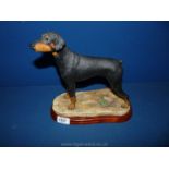 A Border Fine Arts Doberman, 10'' tall.