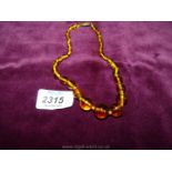 A choker length necklace of graduated Amber beads.