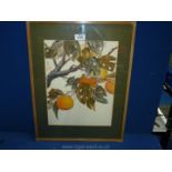A framed and mounted oriental Watercolour on handmade paper depicting tree bearing fruits.