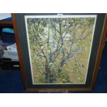 A framed and mounted Watercolour depicting a tree in winter, unsigned, 28" x 32 1/4".