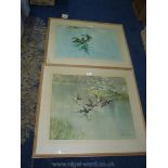 Two large framed and mounted Vernon Ward prints depicting ducks taking flight,