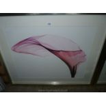 A large modern framed Print of a pink flower