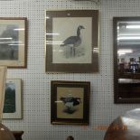 Two framed and glazed pictures of birds