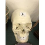 An anatomical medical human skull,