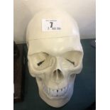 An anatomical medical human skull,