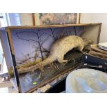 A Victorian large North American white otter taxidermy in case