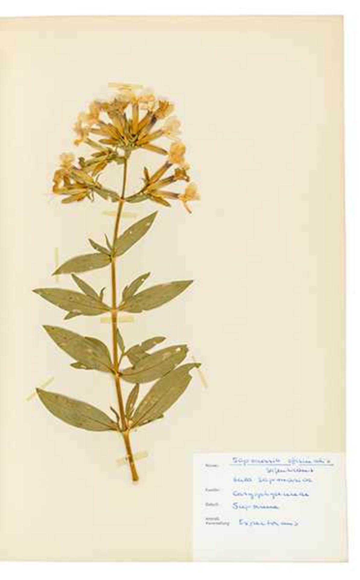 Biologie - Botanik - - Herbarium mit über 270 montierten Specimen, Präparaten und Samen von - Bild 3 aus 5