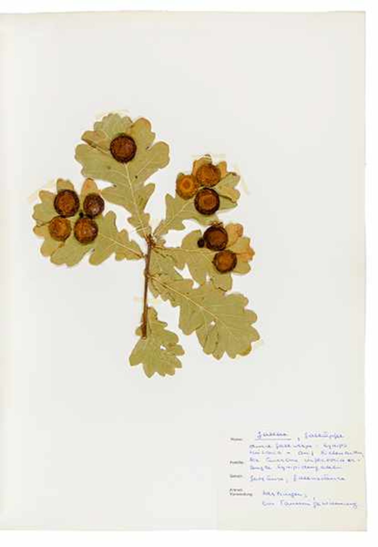 Biologie - Botanik - - Herbarium mit über 270 montierten Specimen, Präparaten und Samen von - Bild 4 aus 5