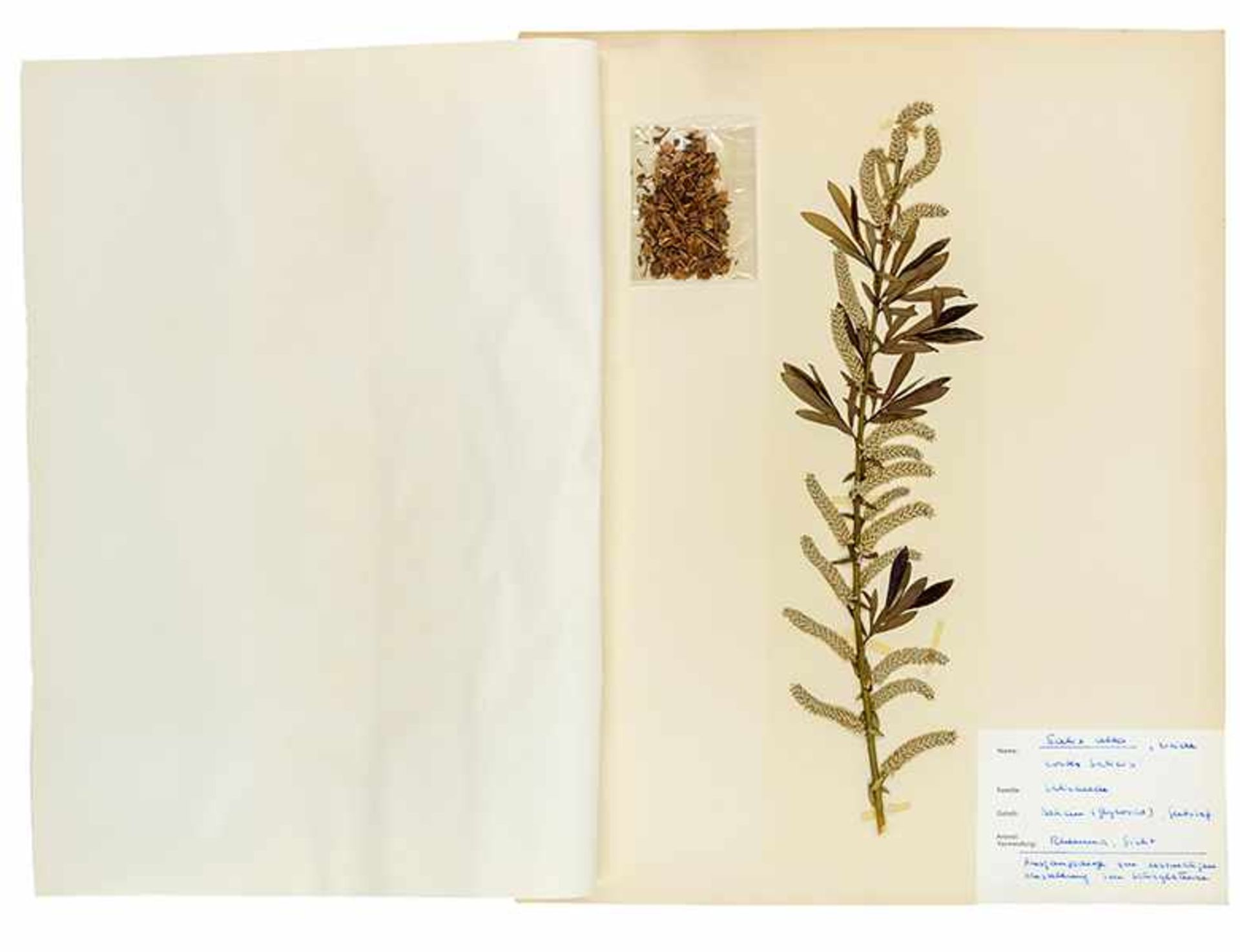 Biologie - Botanik - - Herbarium mit über 270 montierten Specimen, Präparaten und Samen von - Bild 2 aus 5