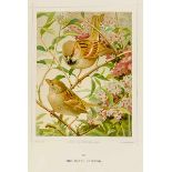 Biologie - Zoologie - - Harting, J. E. und Leo Paul Robert. Glimpses of bird life pourtrayed with