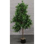 A decorative bay tree, approximately 130cm tall.