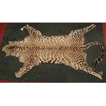 Taxidermy, a full leopard skin rug on felt back. With glass eyes, no claws, 168cm.