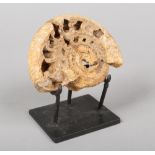 An unusual crystalline ammonite on metal base, 15cm wide. Broken and re glued.