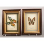 Two framed entomology studies, the Common Bluebottle and the Sunset Moth. Sunset Moth body damaged.