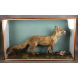 A cased taxidermy study of a red fox and a common snipe on naturalistic base. Label to reverse. (