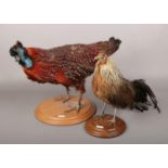 Two taxidermy study of birds, one a Tragopan Pheasant (Height 31cm), both mounted on circular wooden