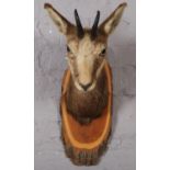 A Taxidermy Chamois