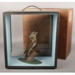 Ex museum display, a taxidermy cased field fare in carry case.