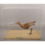 Ex museum display, a taxidermy black tailed godwit in perspex case.