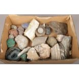 A box of assorted geological specimens including fossilized tree bark and marine fossils etc.