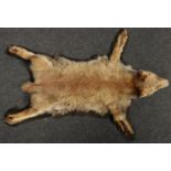 A vintage taxidermy fox skin thrown on felt backing and with full head, 100cm. Some tears and worn