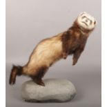 A taxidermy study of a polecat stood on hind legs over a rockwork base, 42cm.