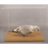 Ex museum display, a taxidermy common gull in perspex case.
