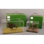 Ex museum displays, a taxidermy black bird and a gold crest both in perspex cases and in outer