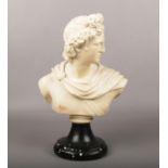After Classical Antiquity, a plaster bust of Apollo Belvedere on black sockle plinth, 34.5cm.