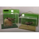 Ex museum displays, a taxidermy starling and a swift both in perspex cases and outer wooden carry