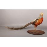 A taxidermy study of a golden pheasant stood on an oval wooden plinth, 38cm.