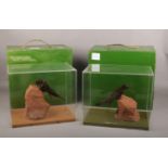 Ex museum displays, two taxidermy swifts in perspex cases and with wooden carry cases.
