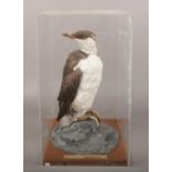 Ex museum display, a taxidermy Guillemot in perspex case.