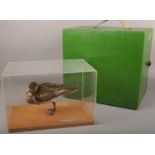 Ex museum display, a taxidermy golden plover in perspex case and with wooden carry case.
