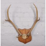 A set of deer antlers, mounted on wooden shield.