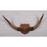 A set of Highland cattle horns, mounted on wooden shield.