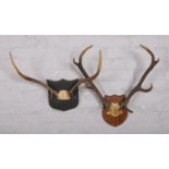 Two sets of deer antlers, both mounted on wooden shields.