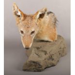 A Taxidermy shoulder mounted black backed Jackal mounted on a faux rock base.