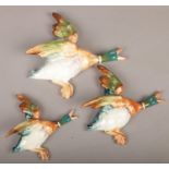 Set of three graduated Beswick flying duck wall hanging figures, numbers to the reserve 596-1, 596-2