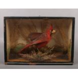 A cased taxidermy red cardinal. Label for Arthur S. Covington, 29.5cm wide. Glass cracked. Some tail