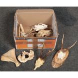A box of animal skulls and bones to include sheep, pole deer etc.