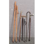 A collection of walking sticks