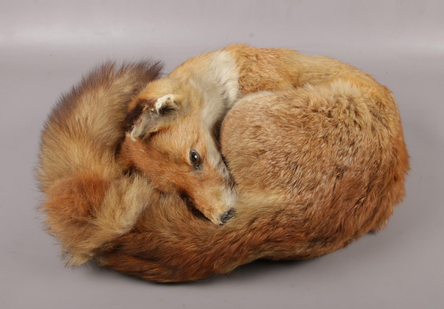 A taxidermy study of a fox in a curled position.