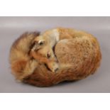A taxidermy study of a fox in a curled position.