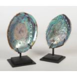 Two abalone shells mounted on metal stands, shells 13.5cm.